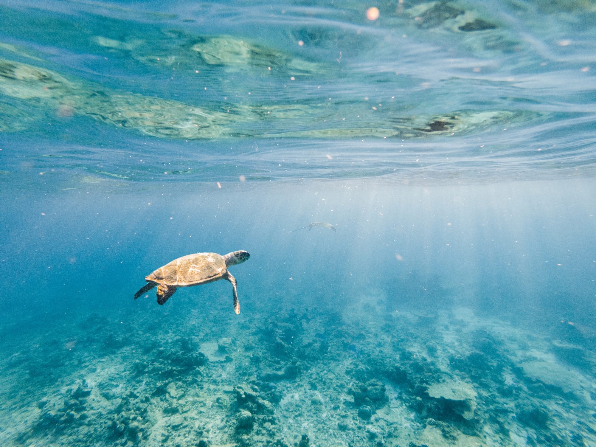 turtles representing climate resilience