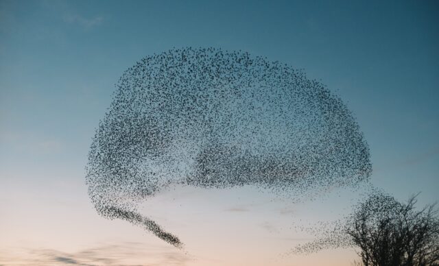 fx algo innovations 2025